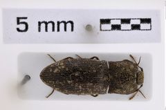Foto (Dorsalansicht) von Agrypnus transversus (Candèze, 1857) (NHMW-ZOO-COL-0008010)